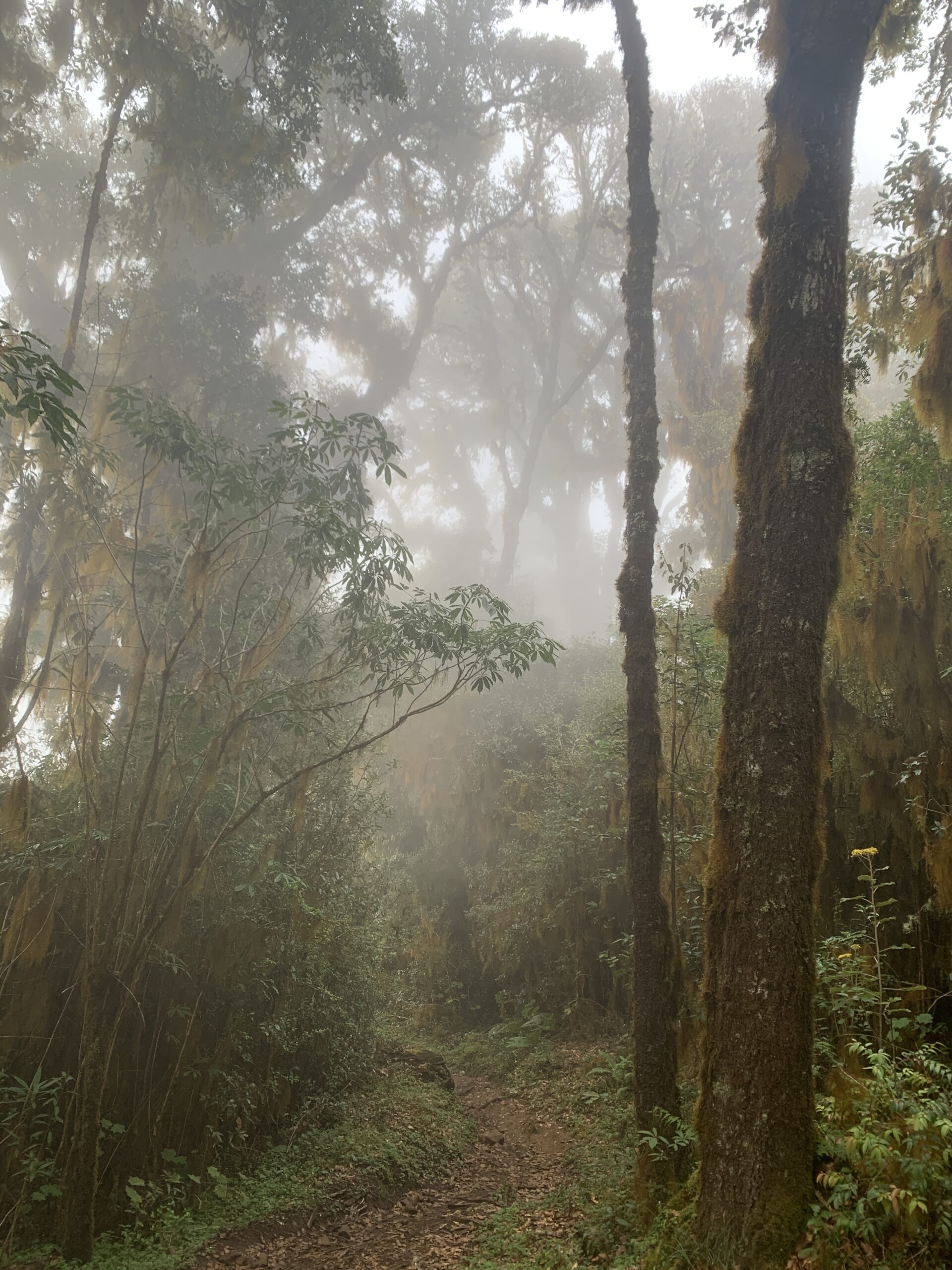 bosque nubloso en montana sagrada zempoaltepetl sierra mixe oaxaca