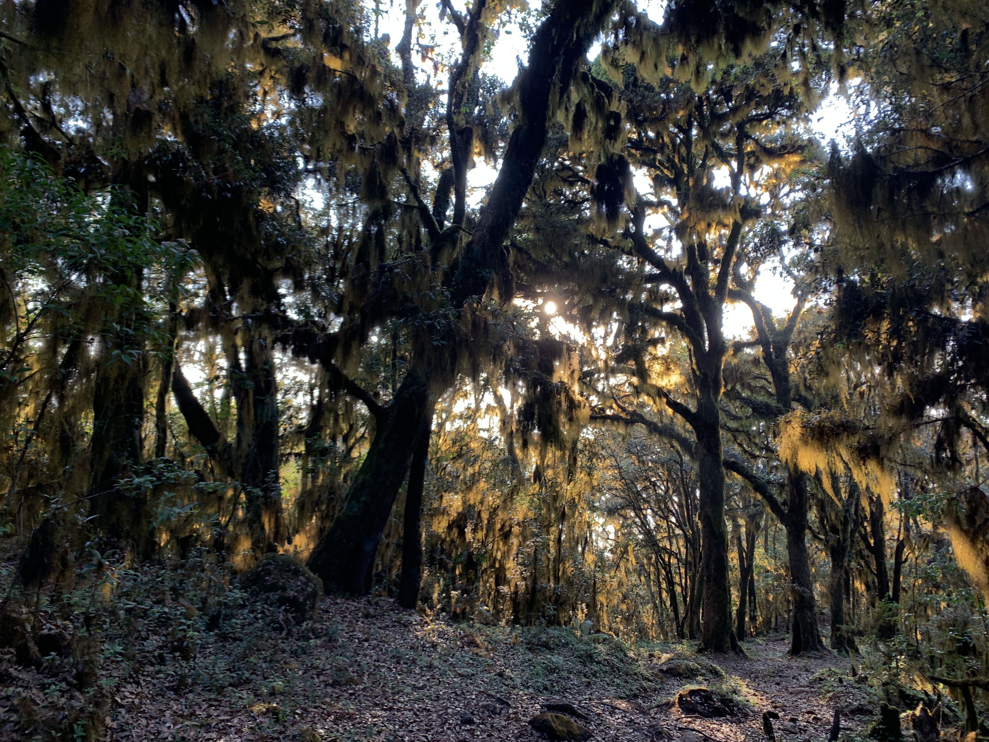 bosque misterioso en montana sagrada zempoaltepetl sierra mixe oaxaca