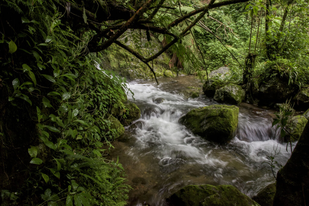 Experiencia 2 días rio y bosque en caminata de turismo regenerativo en la sierra mixe oaxaca
